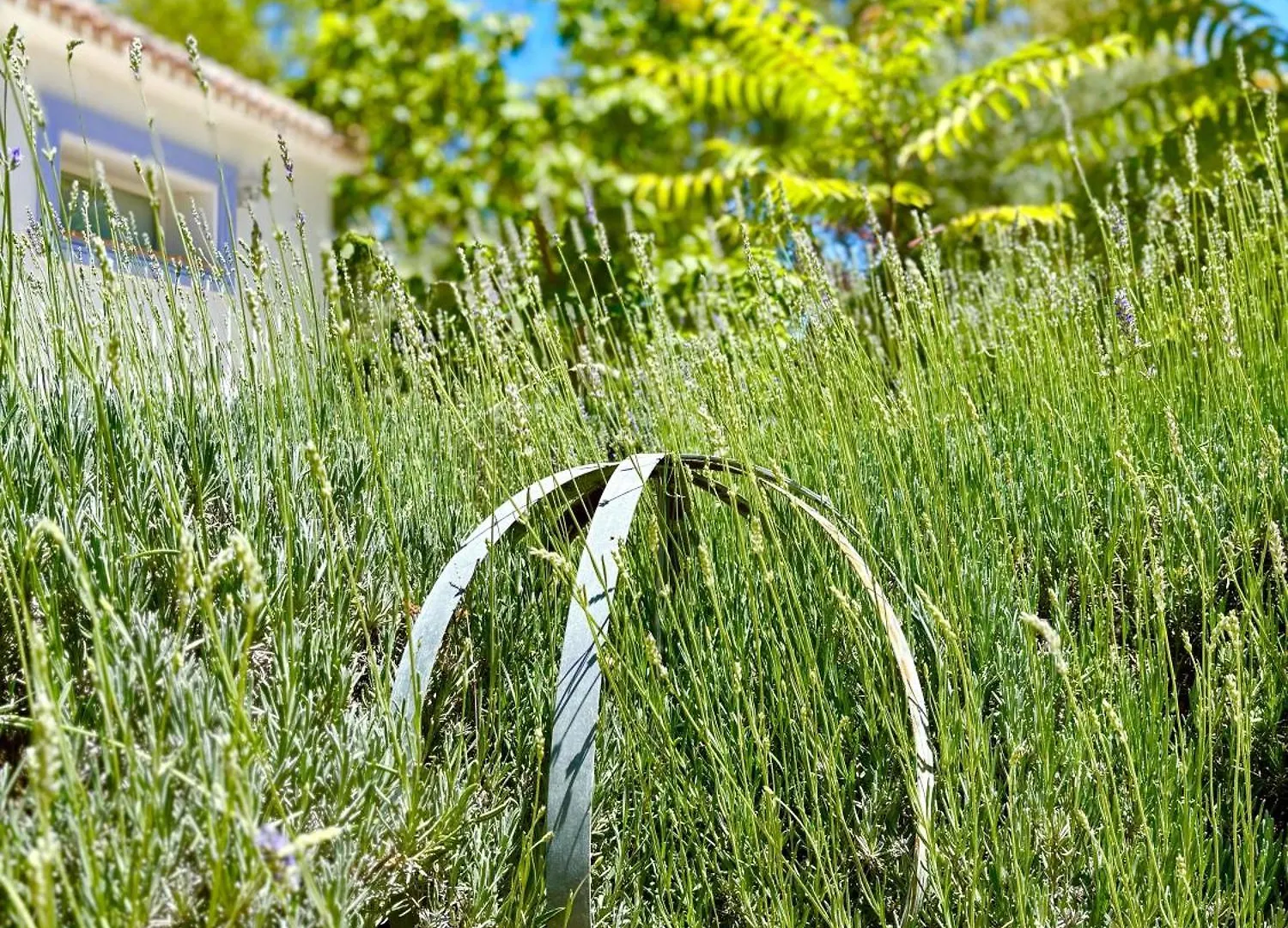 Los Olivos ロンダ スペイン